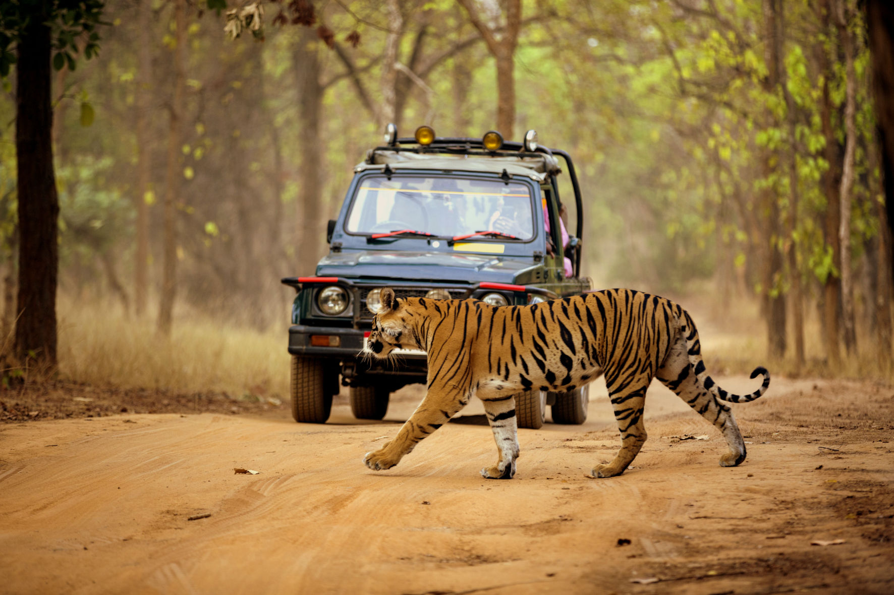 Jungle Safari - Wild Kasarwadi